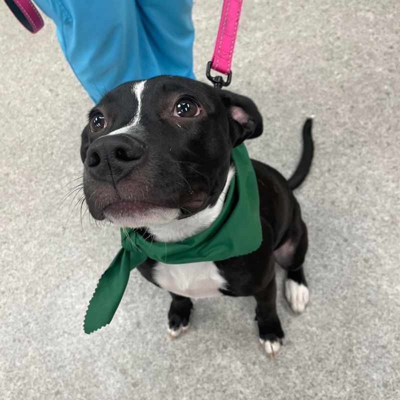 veterinary teams veterinary care